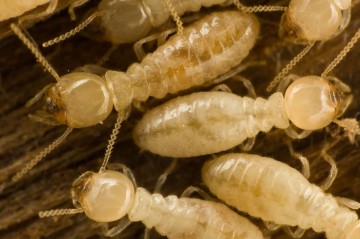 Eliminate Termite Control – Regaining the Forts Taken By the Termites