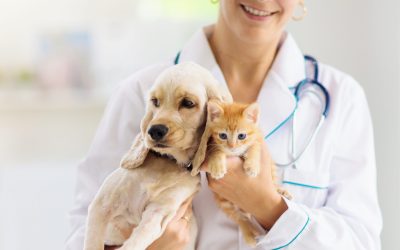 Ensure Your Pet’s Well-being with Services from Local Animal Hospital Melton South